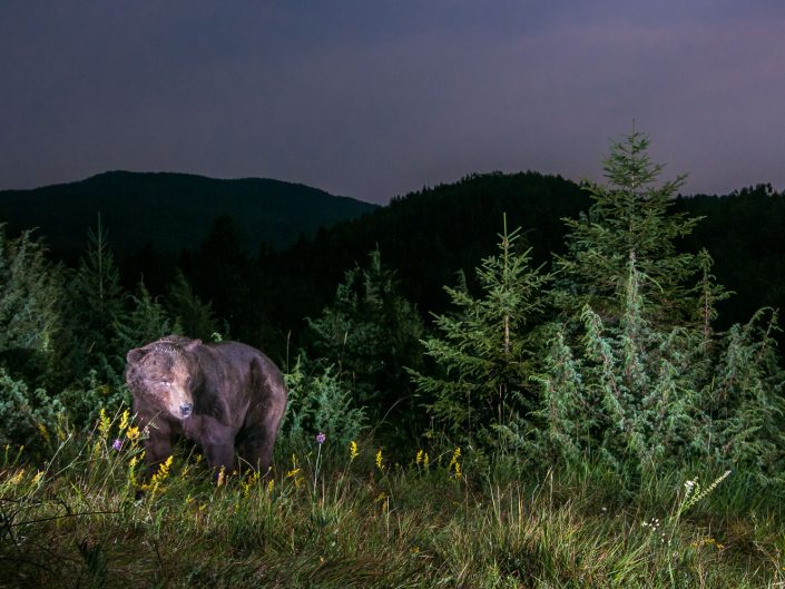 Bär in Landschaft, Nachtaufnahme, Fotofalle, Slowenien