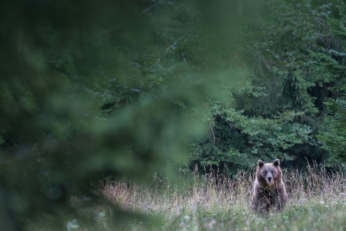 Europäischer Braunbär auf Wiese