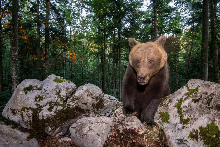 Bär in Slowenien