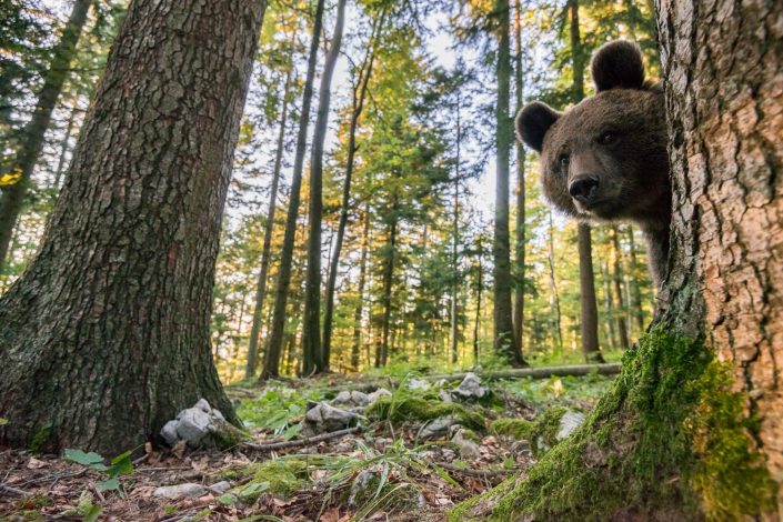 Bär blickt neugierig in Kamera, Südslowenien