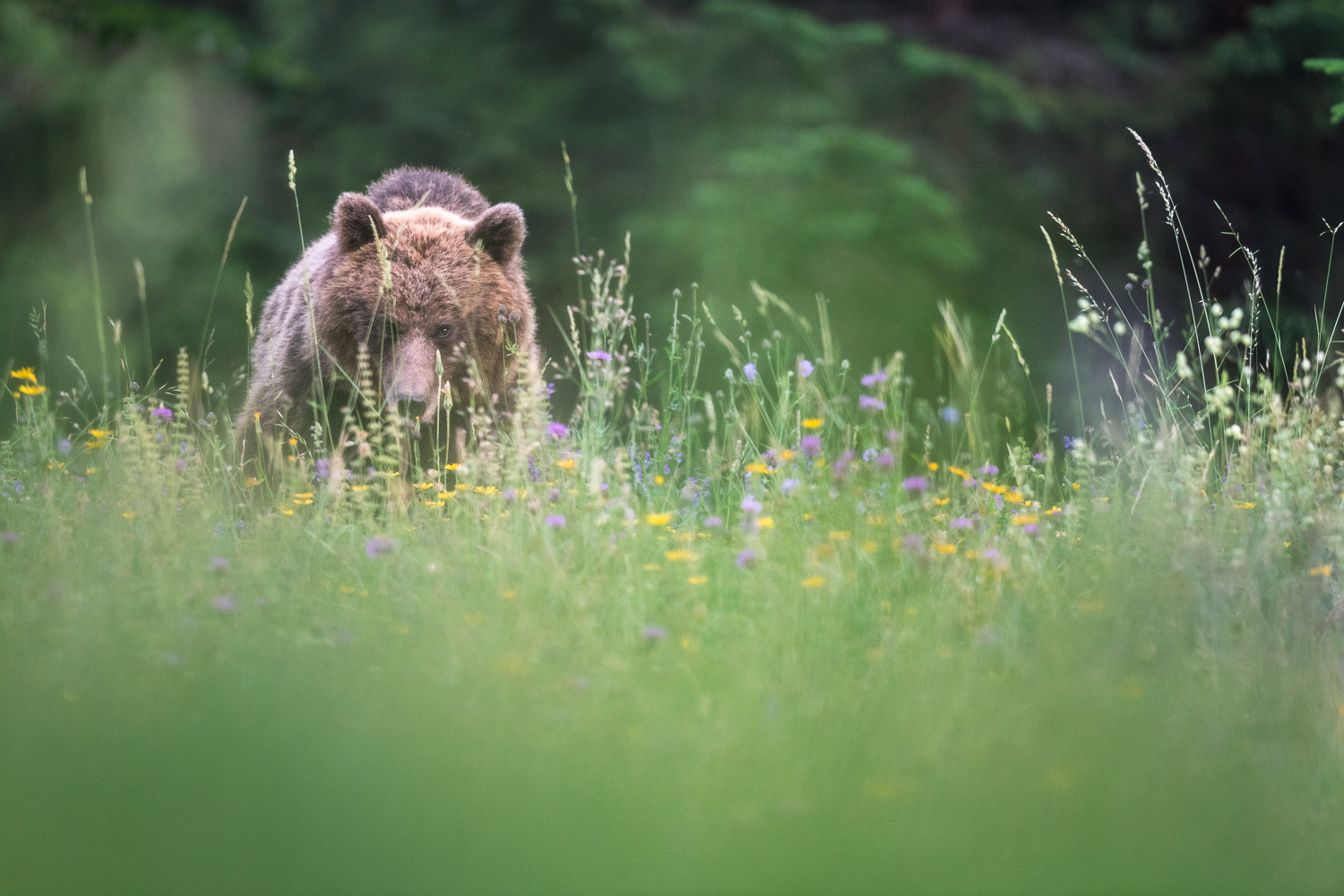 Fotoreise Bären