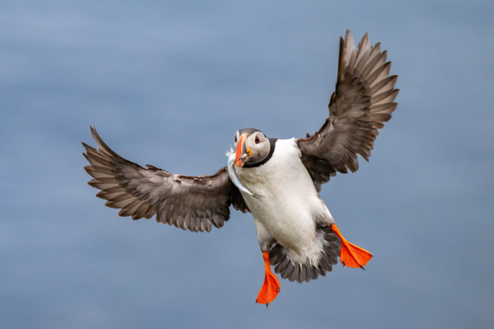 Papageitaucher im Flug mit Fisch im Schnabel