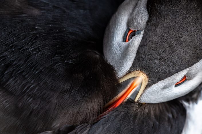 Portrait eines Puffins, Island