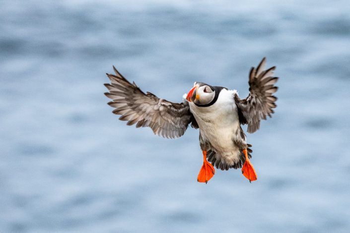 Puffin im Flug, Vogelfelsen Latrabjarg, Westfjorde, Island