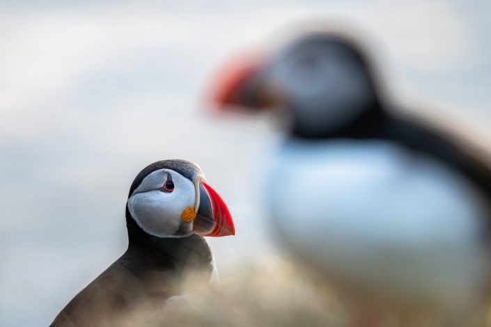 Papageientaucher, Vogelfelsen Latrabjarg, Westfjorde, Island