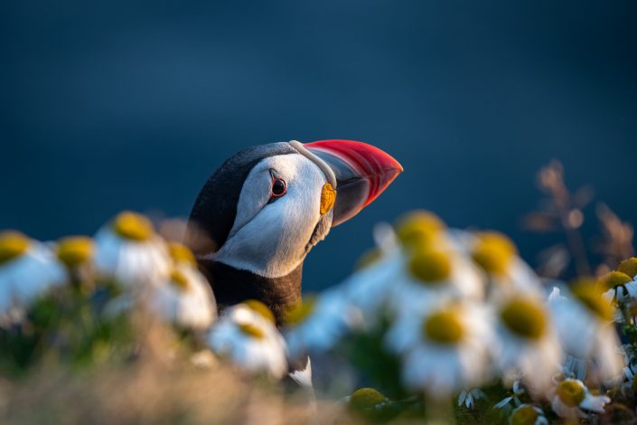 Papageientaucher in Blumen, Vogelfelsen Latrabjarg, Westfjorde, Island