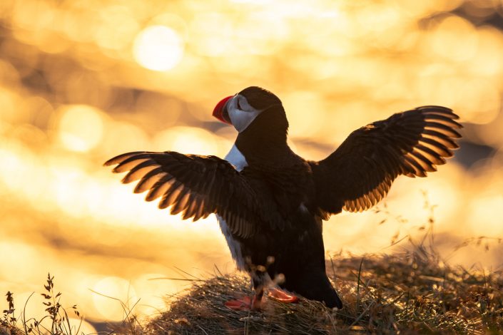 Papageientaucher im Gegenlicht, Vogelfelsen Latrabjarg, Westfjorde, Island