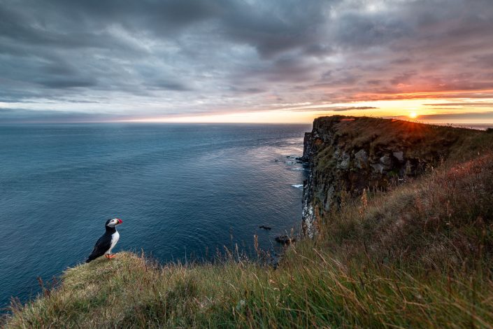 Papageientaucher bei Sonnenuntergang, Vogelfelsen Latrabjarg, Westfjorde, Island