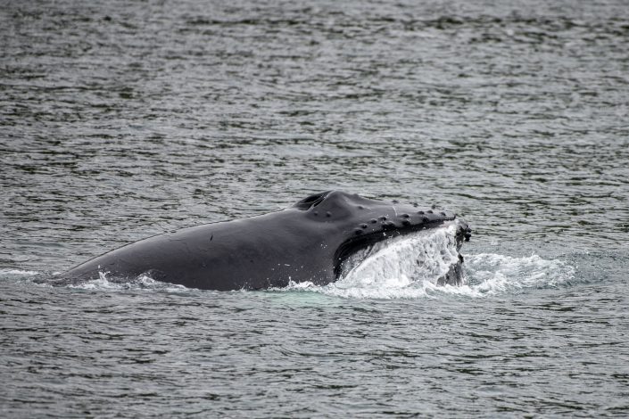 Wal beim Fischfang, Westfjorde, Island