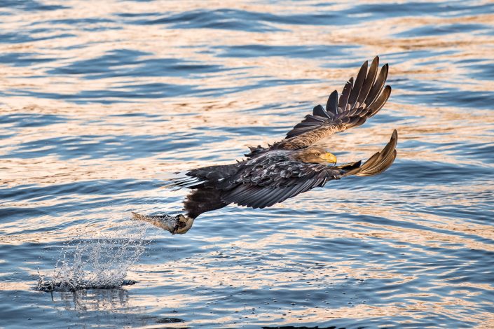 Seeadler fäng Fisch in Fjord, Lofoten, Norwegen