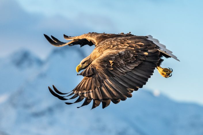 Seeadler, Lofoten, Norwegen