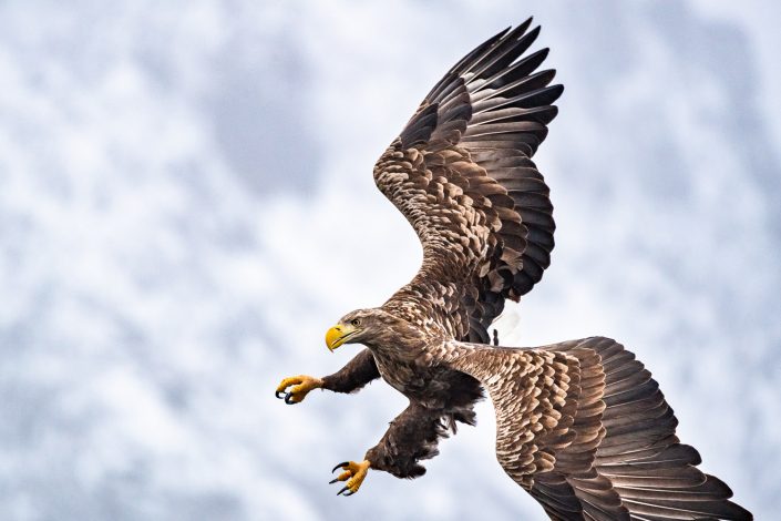 Seeadler im Flug, Lofoten