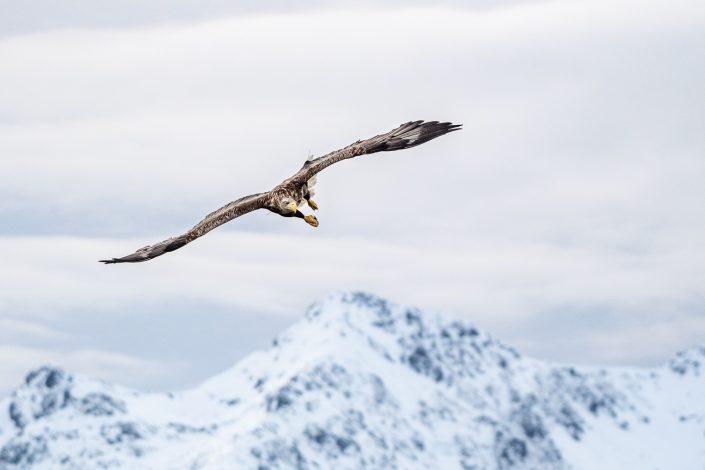 Seeadler vor den Bergen der Lofoten, Norwegen