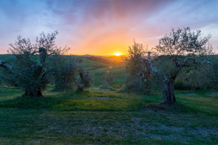 Landschaft der Toskana, Olivenhain bei Sonnenuntergang