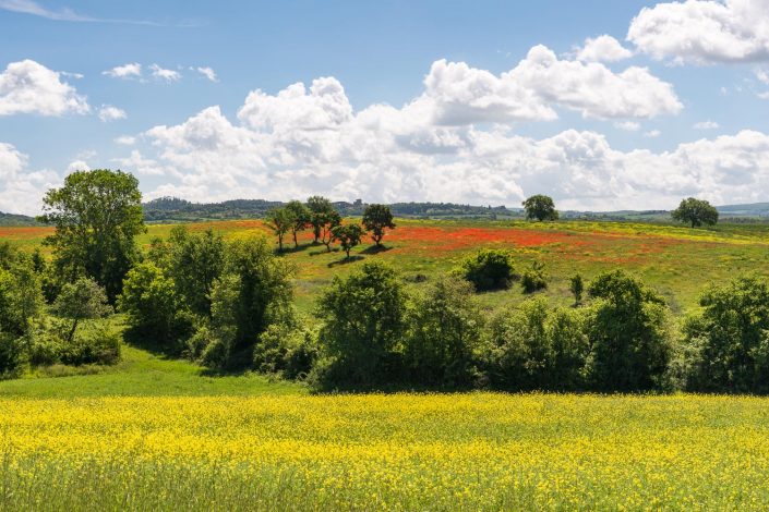 Landschaft mit blühendem Mohnblumenfeld, Toskana