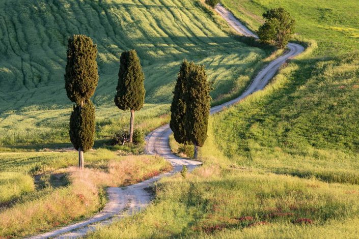 Weg durch Felder und Zypressen, Pienza, Toskana