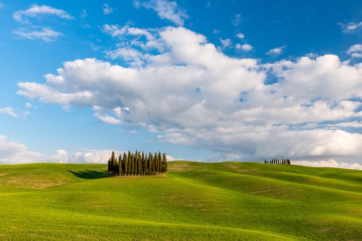 Zypressen auf Feld, Toskana, Italien