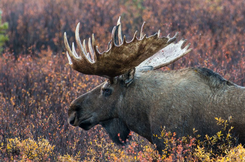 Moose rut in Denali National Park