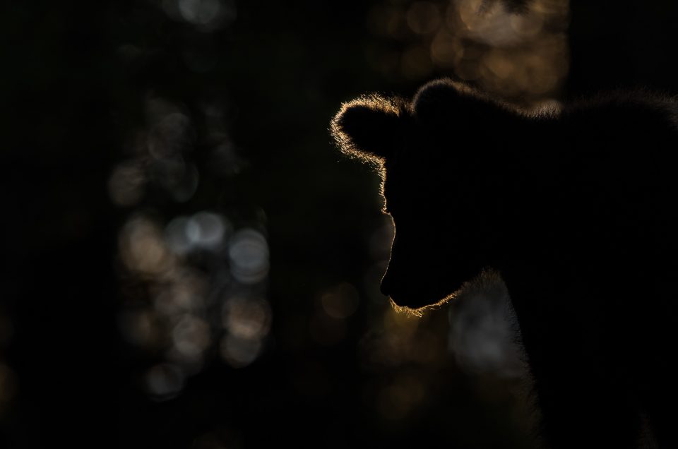 Naturfoto des Jahres - Erfolg beim VTNÖ Wettbewerb