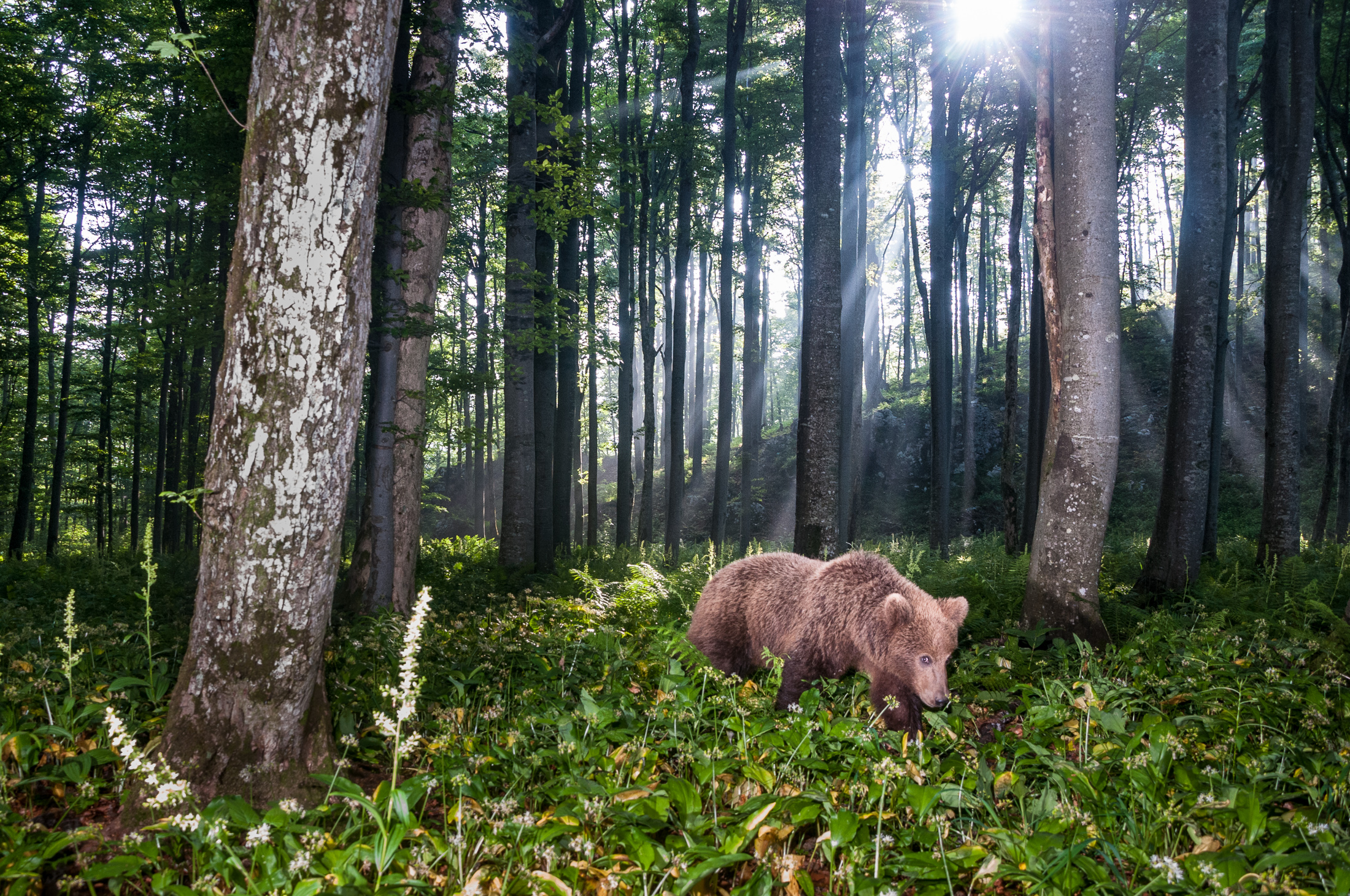 Naturfotograf Robert Haasmann