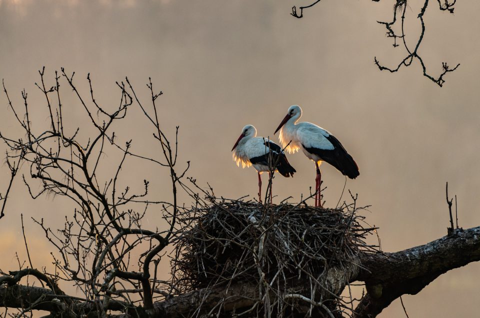 Vogelfotografie - Ein Frühling mit den Störchen am Lützelsee