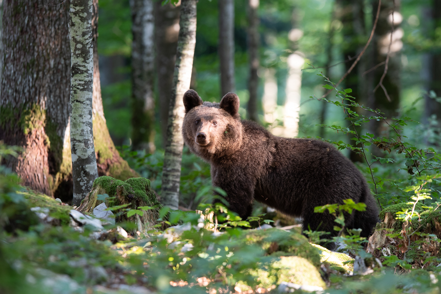 Bär steht im Wald