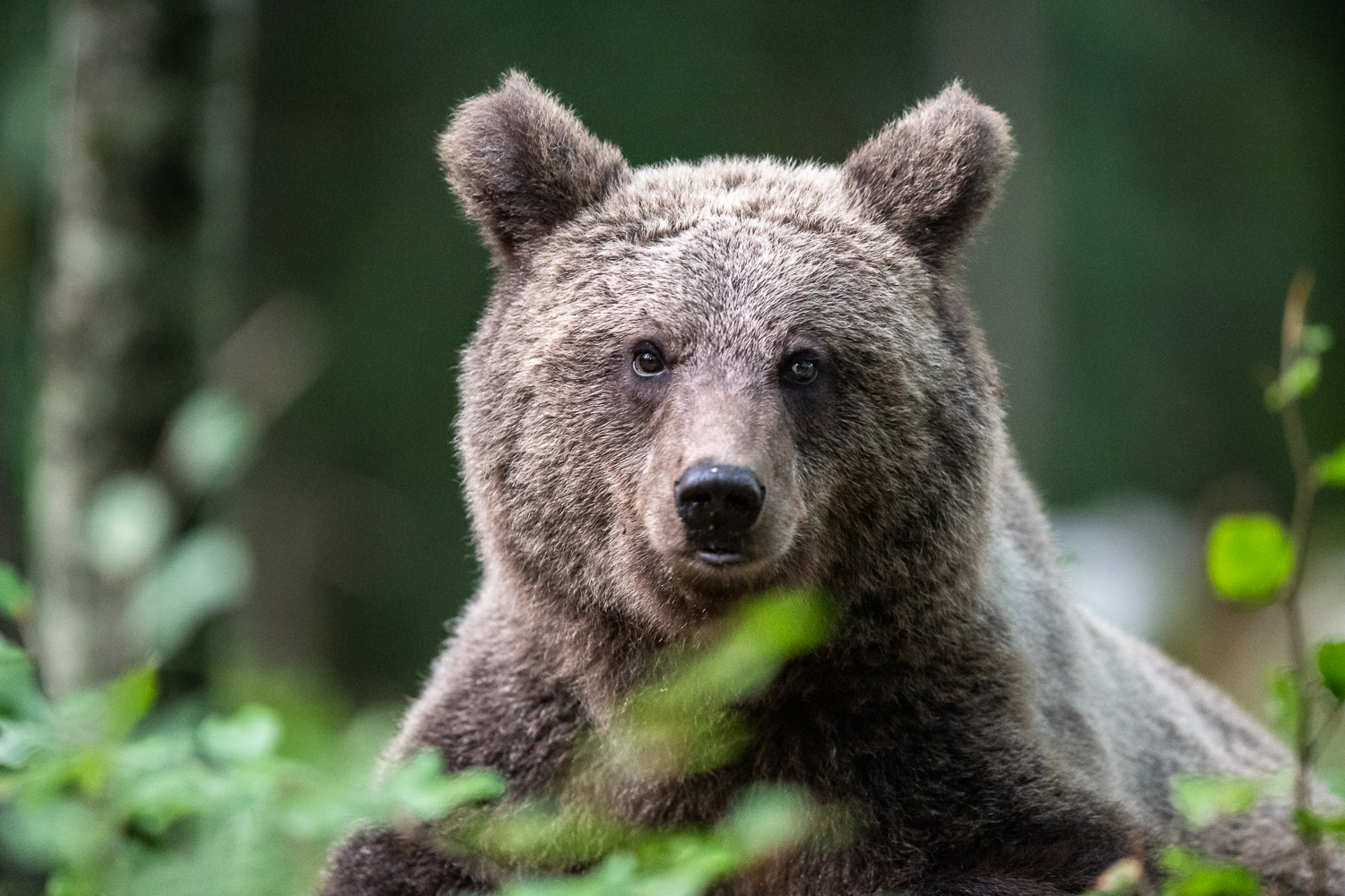 Bär im Portrait
