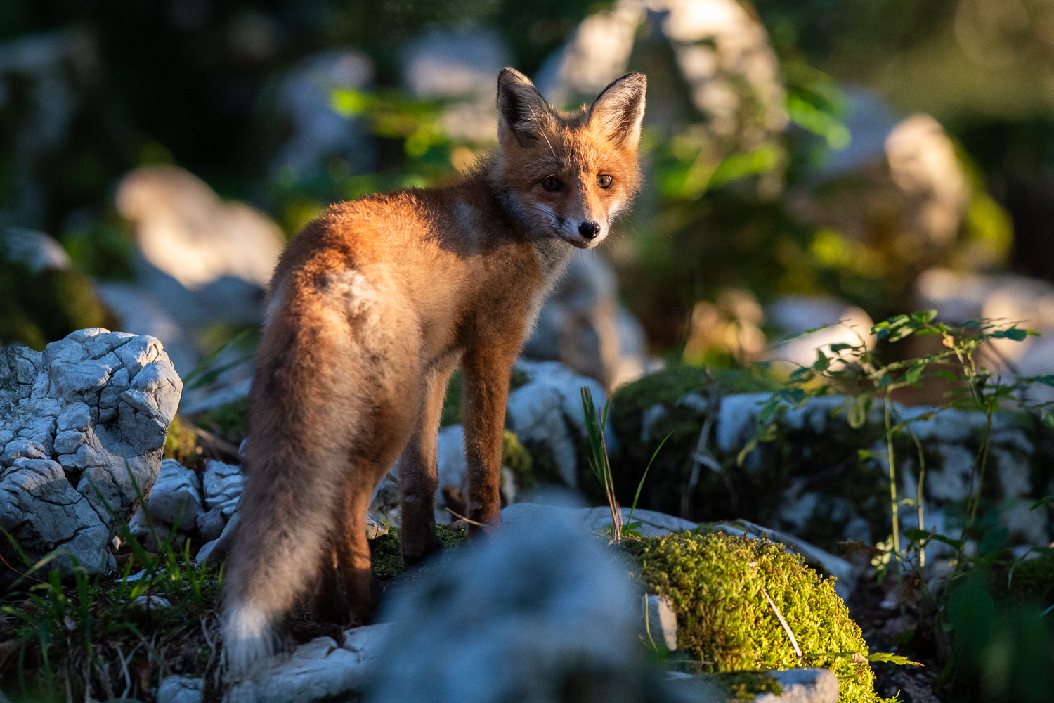 Fuchs wird von Abendsonne beleuchtet