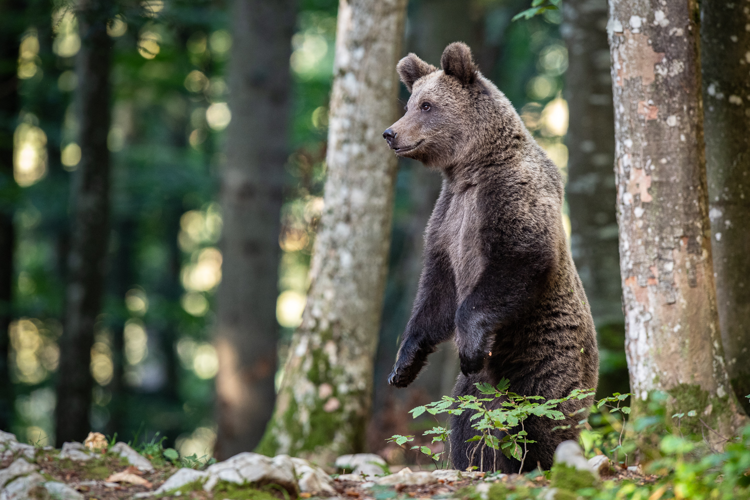 Stehender Bär