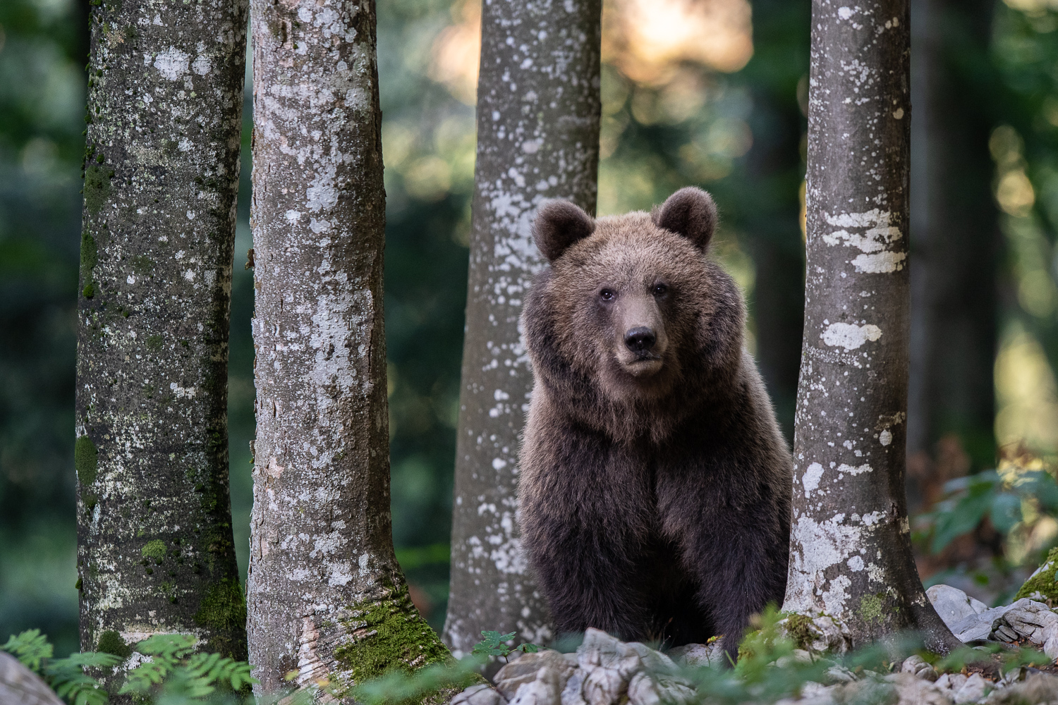 Europäischer Braunbär, Fotoreise Slowenien