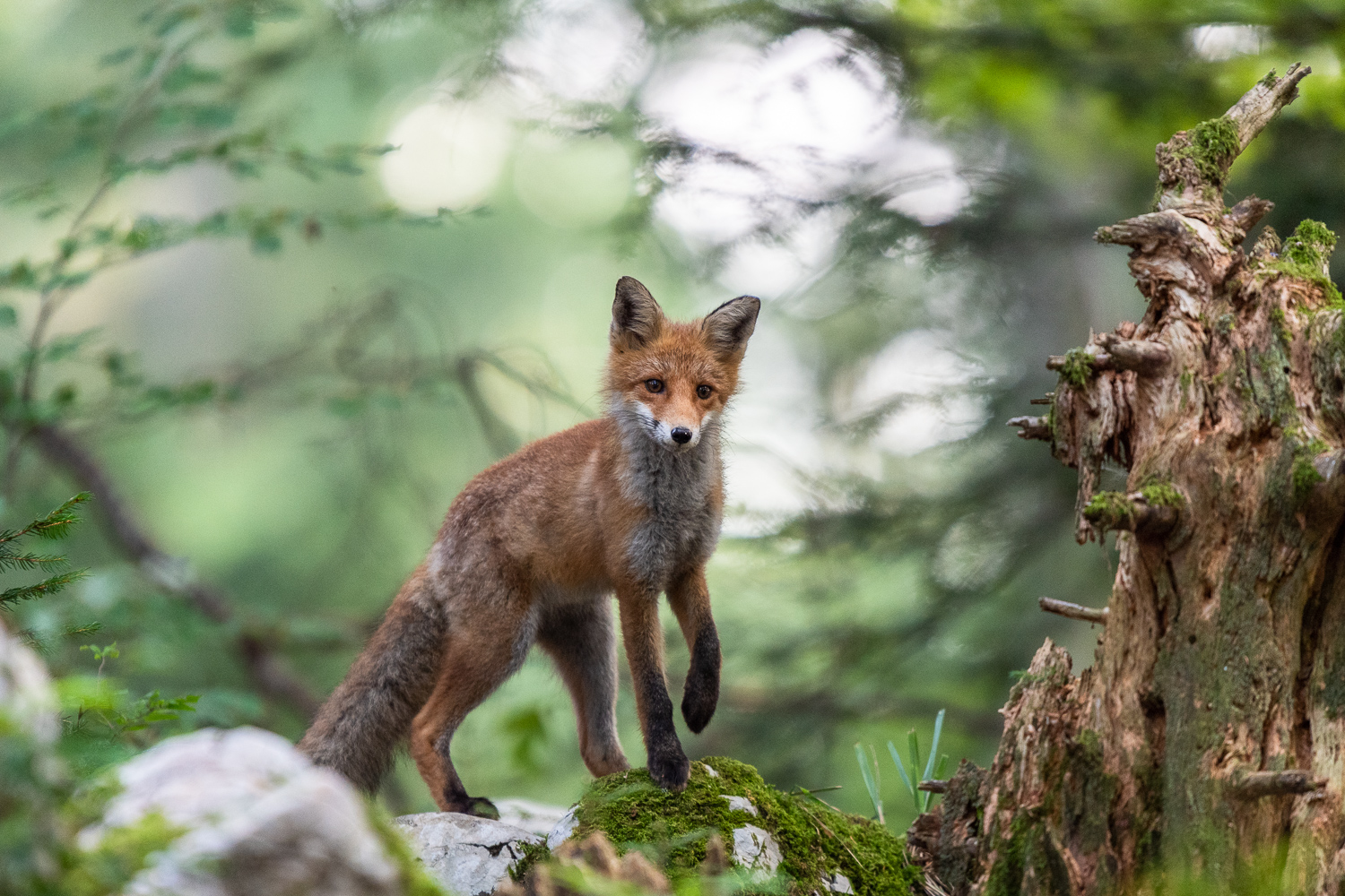 Fuchs stehend im Wald