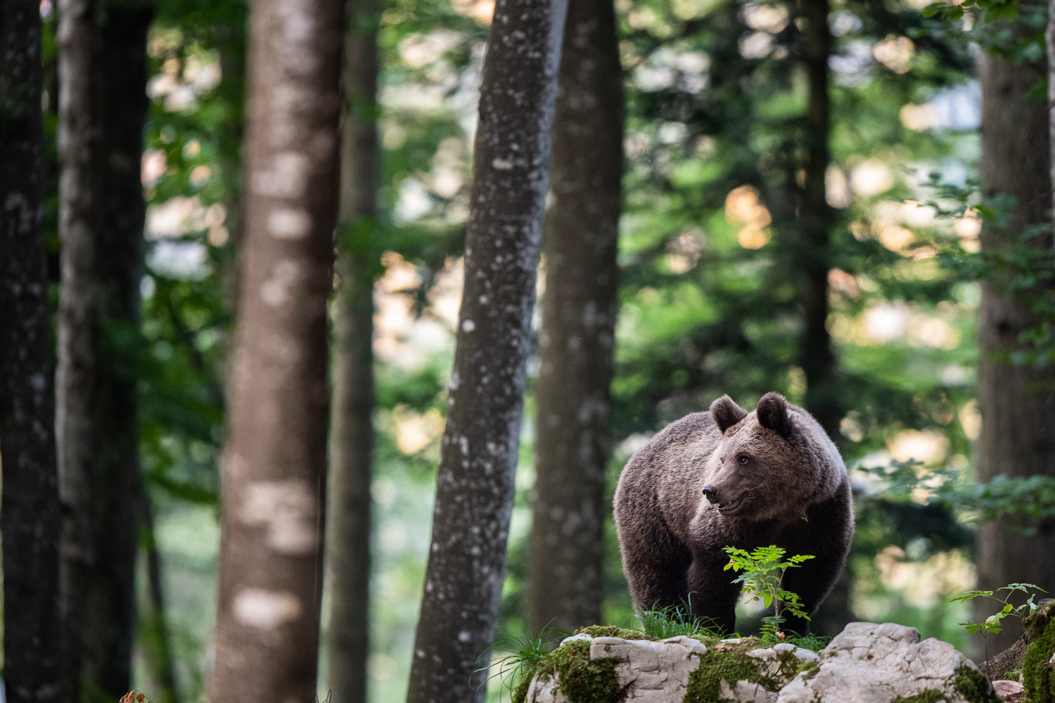 Bär steht im Wald