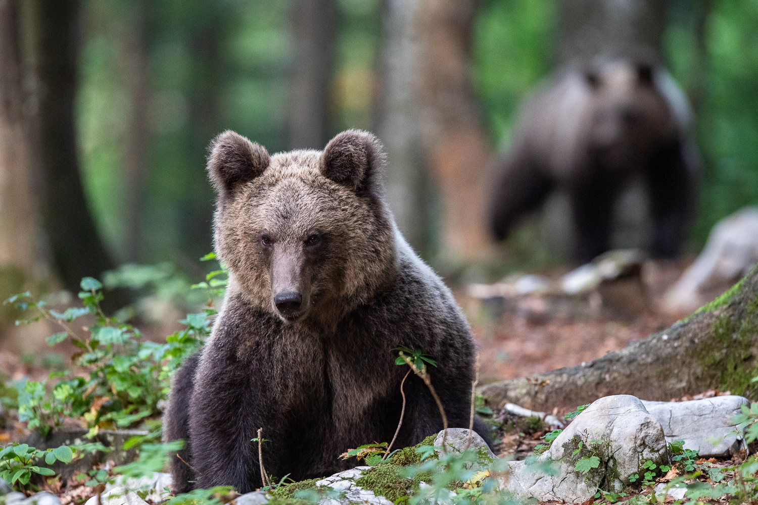 Zwei Bären im Wald