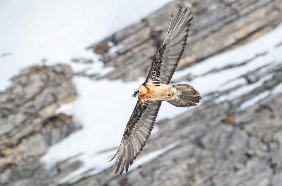 Im Reich der Bartgeier - Vogelfotografie in den Alpen