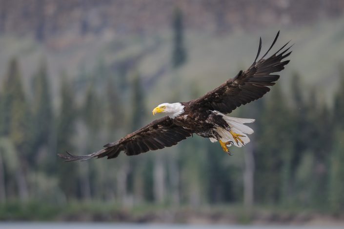 Weißkopfseeadler im Flug, Alaska