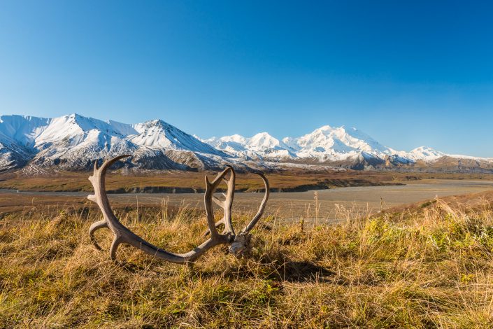 Caribou Geweih im Denali Nationalpark mit Mount Denali, Alaska