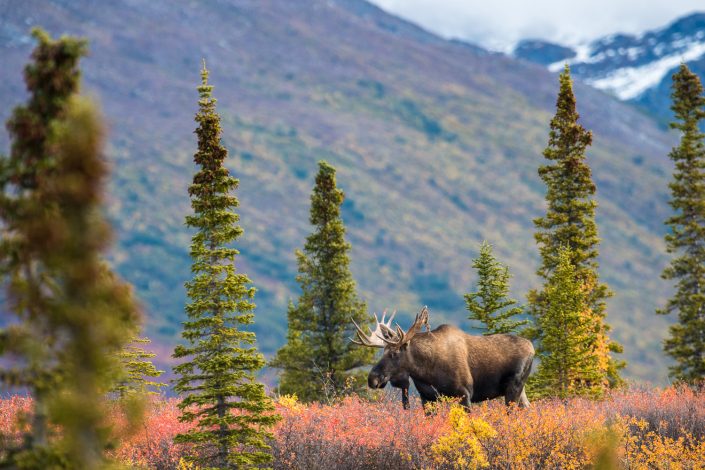 Elchbulle im herbstlichen Denali Nationalpark, Alaska