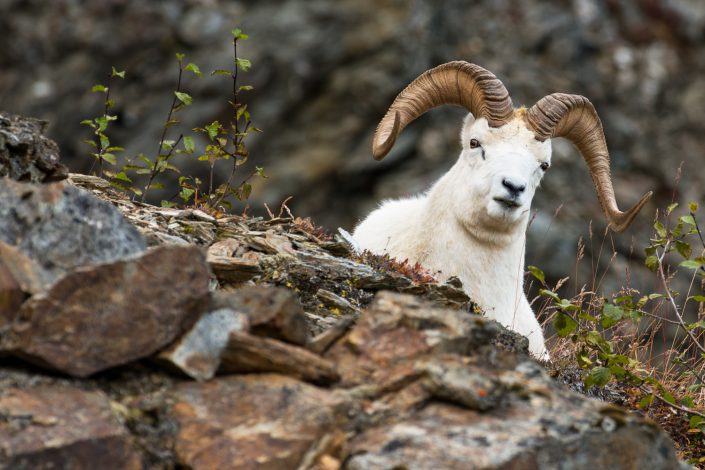 Dallschaf im Denali Nationalpark, Alaska