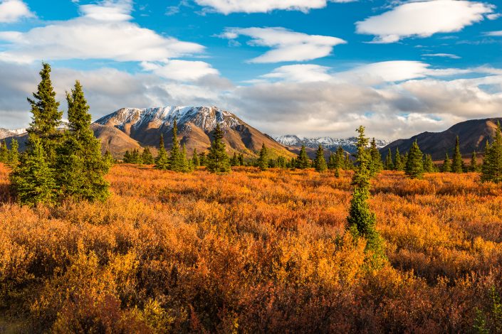 herbstliche Landschaft im Denali Nationalpark, Alaska