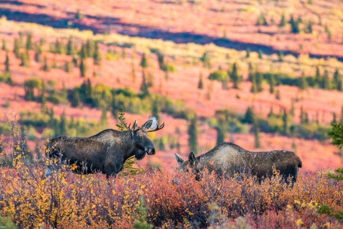 Zwei Elche in der herbstlichen Landschaft des Denali Nationalparks, Elchbrunft, Alaska