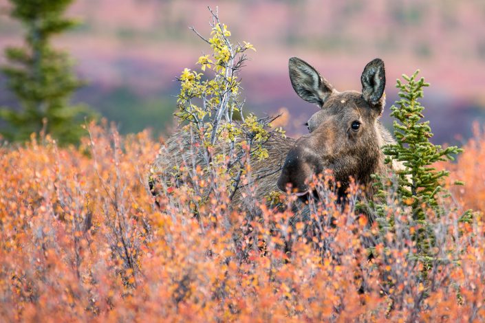 Elchkuh im Denali Nationalpark, Alaska