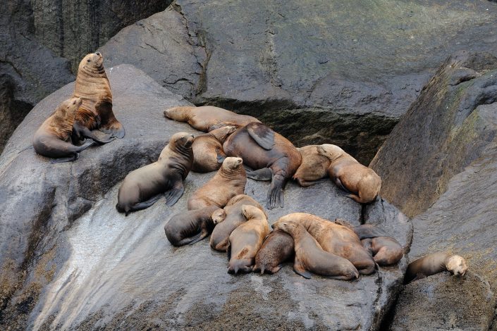 Seelöwen, Kenai Fjords Nationalpark, Alaska