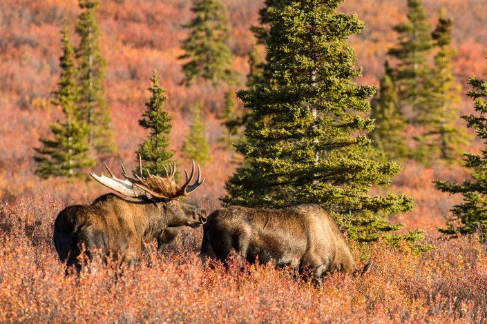 Elchbrunft im Denali Nationalpark, Alaska