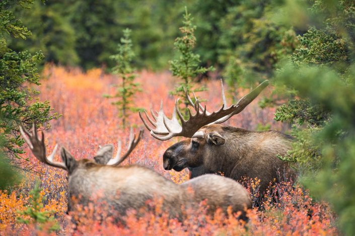 Zwei Elchbullen während der Brunft im Herbst, Denali Nationalpark, Alaska, USA