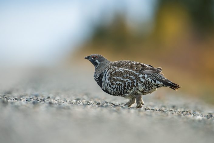 Tannenhuhn, Denali Nationalpark, Alaska