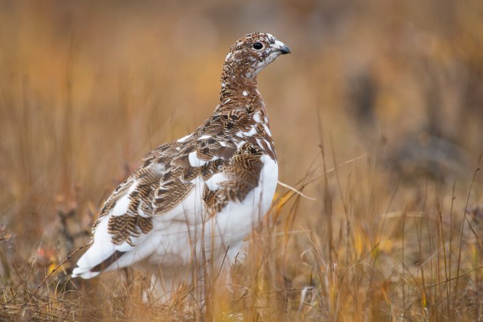 Schneehuhn im Denali Nationalpark, Alaska