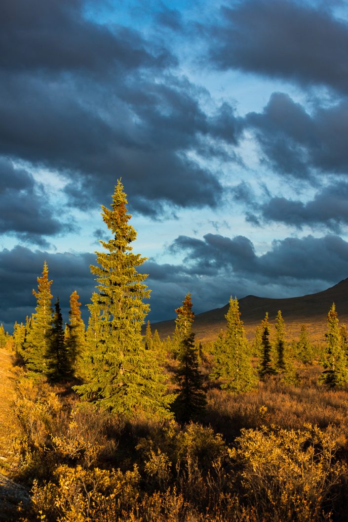 Herbst in Zentralalaska