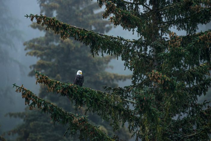 Weißkopfseeadler sitz auf Ast, Haines, Alaska