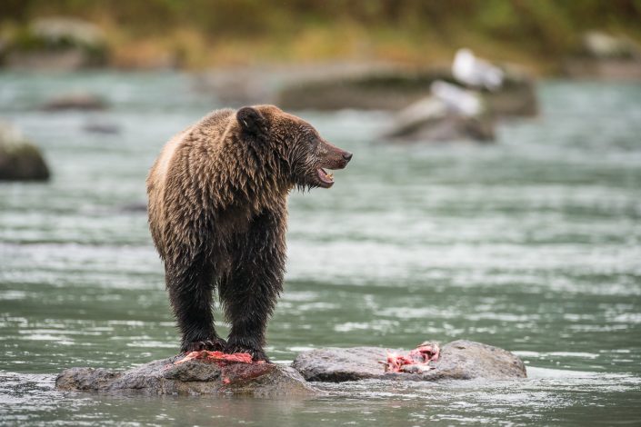 Bär am Chilkoot river, Haines, Alaska