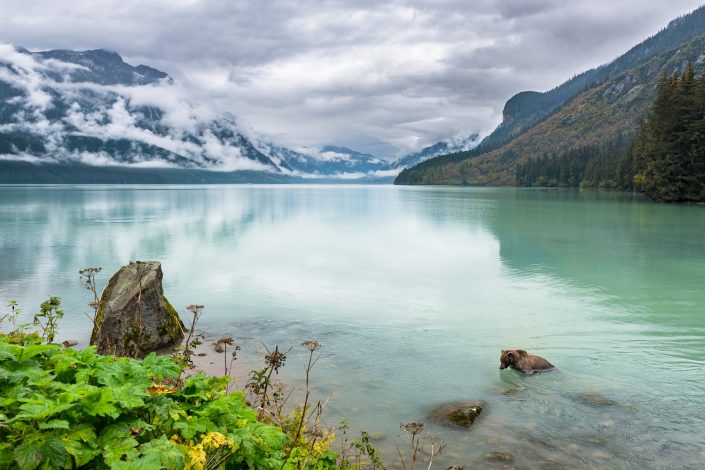 Bär im Chilkoot Lake, Haines, Alaska
